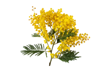 Tuinposter Mimosa spring flowers isolated transparent png. Silver wattle tree branch. Acacia dealbata yellow fluffy balls and leaves. © photohampster