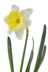 Fototapeta premium Daffodil or narcissus flowers isolated transparent png. White and yellow spring flower.
