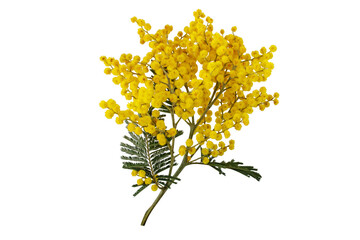 Silver wattle tree branch isolated transparent png. Mimosa spring flowers. Acacia dealbata yellow fluffy balls and leaves. - obrazy, fototapety, plakaty