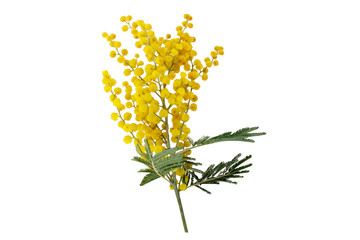 Wattle tree branch isolated transparent png. Acacia dealbata yellow fluffy balls and leaves.  Mimosa spring flowers. - obrazy, fototapety, plakaty