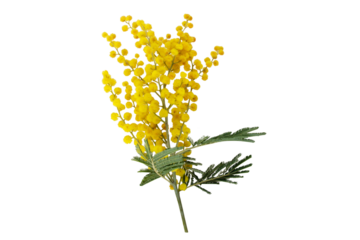 Wattle tree branch isolated transparent png. Acacia dealbata yellow fluffy balls and leaves.  Mimosa spring flowers.