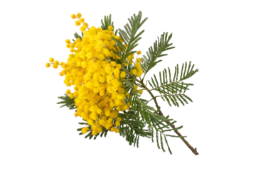 Mimosa spring flowers isolated transparent png. Acacia yellow fluffy balls and leaves. Silver wattle decorative plant.