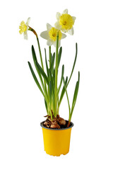 Daffodil houseplant. Narcissus flowers in the yellow pot. Spring bulbous plant isolated transparent png.