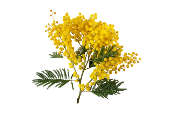 Mimosa spring flowers isolated transparent png. Silver wattle tree branch. Acacia dealbata yellow fluffy balls and leaves.