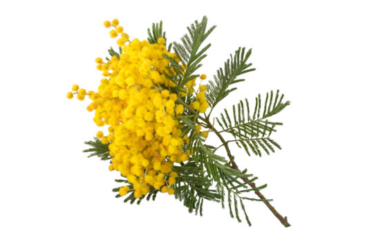 Mimosa spring flowers isolated transparent png. Acacia yellow fluffy balls and leaves. Silver wattle decorative plant.