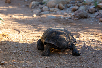Desert tortoise, Gopherus agassizii, walking through the Sonoran Desert foraging for food and perhaps a mate. A large reptile in natural habitat. Pima County, Oro Valley, Arizona, USA.