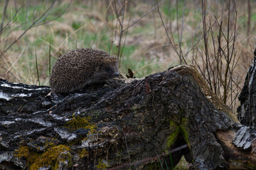 Northern white-breasted hedgehog (Erinaceus roumanicus) in the forest.  © JackUli
