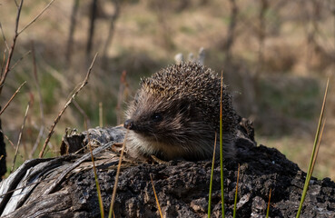 Northern white-breasted hedgehog (Erinaceus roumanicus) in the forest.  © JackUli