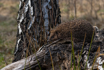 Northern white-breasted hedgehog (Erinaceus roumanicus) in the forest.  © JackUli