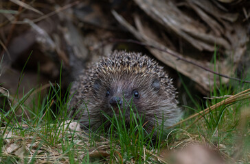 Northern white-breasted hedgehog (Erinaceus roumanicus) in the forest.  - obrazy, fototapety, plakaty