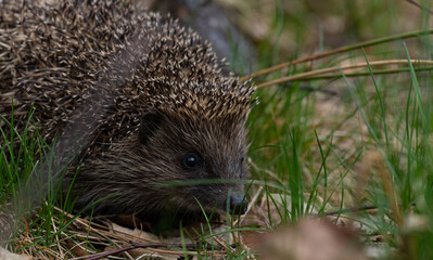 Northern white-breasted hedgehog (Erinaceus roumanicus) in the forest. 