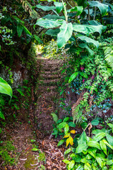 Madeira - Levada do Moinho