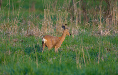 Roe deer in the morning light.  © JackUli