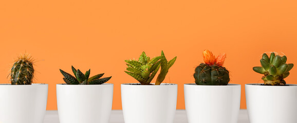 Pots with succulents and cacti on table against orange background