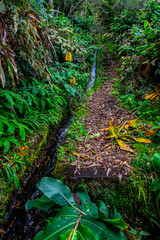 Madeira - Levada do Moinho