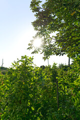 The sun breaks through the foliage. Summer. Vertical snapshot