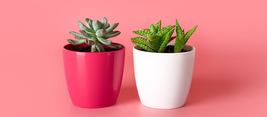 Pots with succulents on pink background