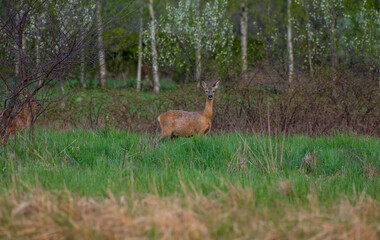 Roe deer in the morning light.  © JackUli