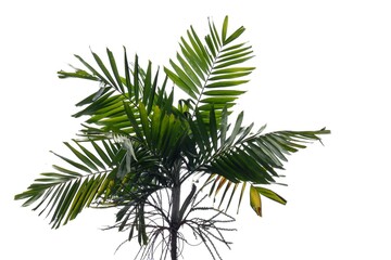 A palm tree with leaves branches on white isolated background for green foliage backdrop 