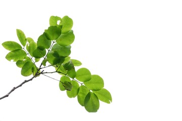 Tropical trees with leaves branches on white isolated background for green foliage backdrop 
