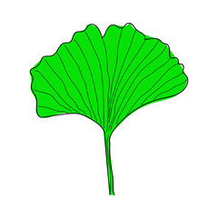Herbal plant ginkgo. Floral ginkgo herbal in linear style. plant on a white background. Modern illustration style. vector illustration