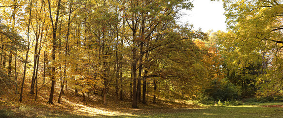 View of beautiful trees in autumn park