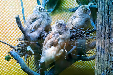 A large stuffed owl. Brown dummy owl home decoration. The study of bird species