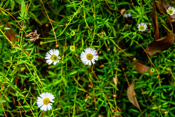 Madeira - Levada do Moinho