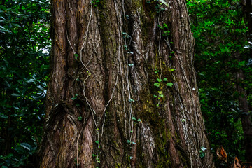 Obraz premium Madeira - Levada do Moinho