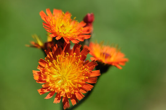 Orange hawkweed flowers in the summer morning sun
