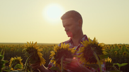 Agronomist check sunflower harvest at golden sunlight. Focused man touch plants