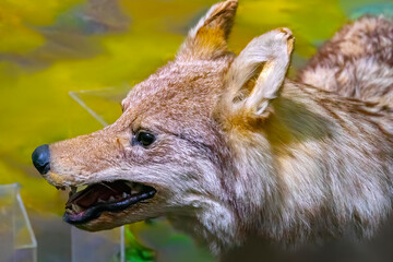 Old stuffed wolf. portrait closeup.