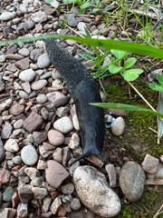 Black slug crawling on fine gravel