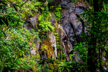 Madeira - Levada do Moinho