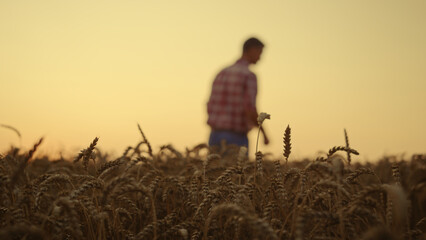 Fototapeta na wymiar Agri man farmer walking wheat cereal field at sunset. Closeup organic grain grow