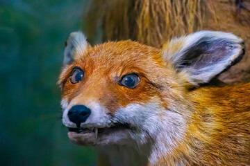 Old stuffed red fox. Closeup.