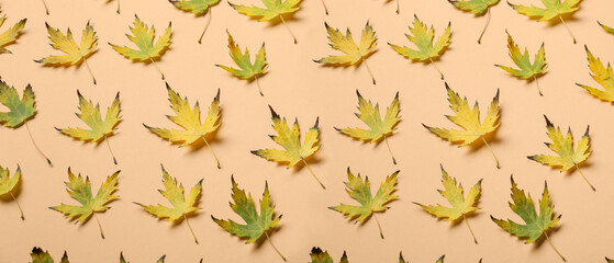 Maple leaves on color background