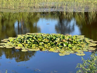 water lilies on the water surface