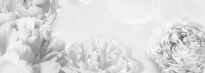 Banner with beautiful white peonies
