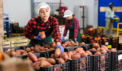 Young woman factory worker sorting fresh potatoes in vegetable warehouse.