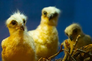 Detailed view of a stuffed bird with beautiful colors