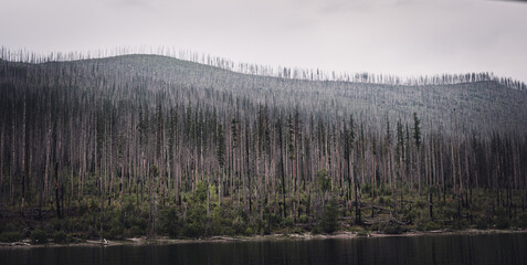 Regrowth of coniferous forest along Lake McDonald shore of Glacier National Park after a forest...