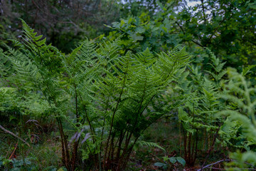 Fototapeta premium fern in the forest