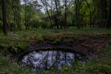 spring in the forest