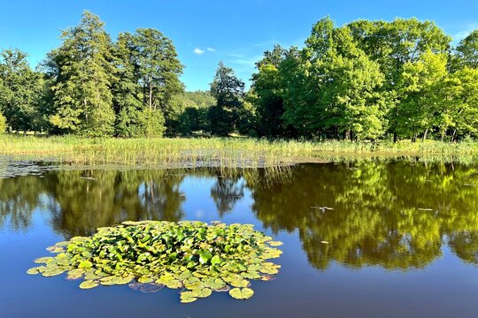 water lilies on the pond and trees in the park