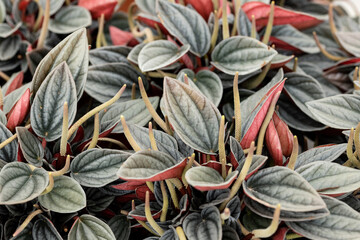 Peperomia caperata. This plant is also called emerald ripple peperomia. It's native to Brazil but it is also a popular houseplant worldwide. This cultivar is the Peperomia caperata “Santorini”.