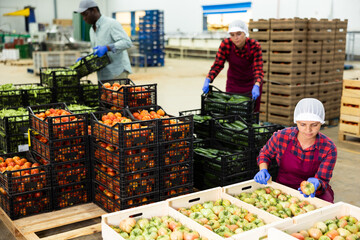 Obraz premium Female employee of vegetable sorting factory arranging tomatoes in boxes