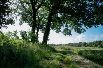 trees in the forest