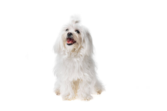 Beautiful and cute white bichon maltese dog over isolated background. Studio shoot of purebreed bichon puppy.