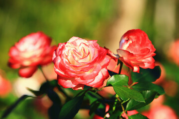 blooming romantic fresh colorful Roses,beautiful red with yellow Roses in full bloom in the garden 